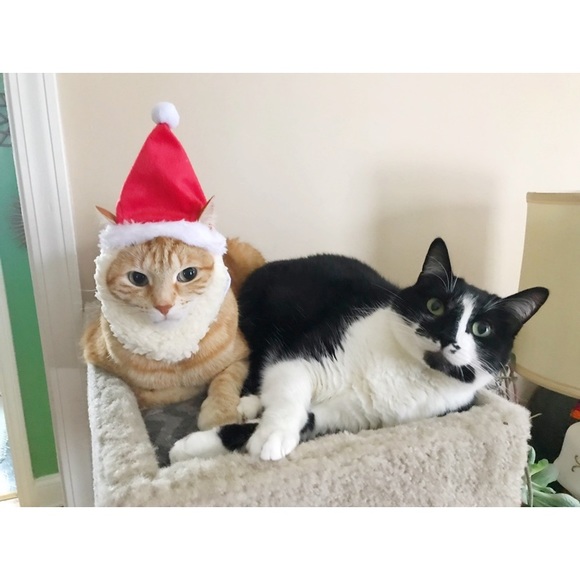 Cats! - Picture 4 of 9